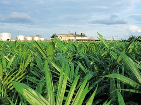 View on Oil Palm Nursery and Factory.jpg