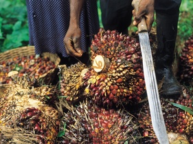 Palm Oil Bunches.jpg