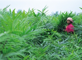 Oil Palm Nursery.jpg